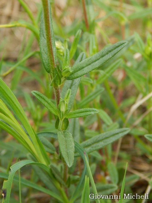 Helianthemum nummularium (Cistaceae)